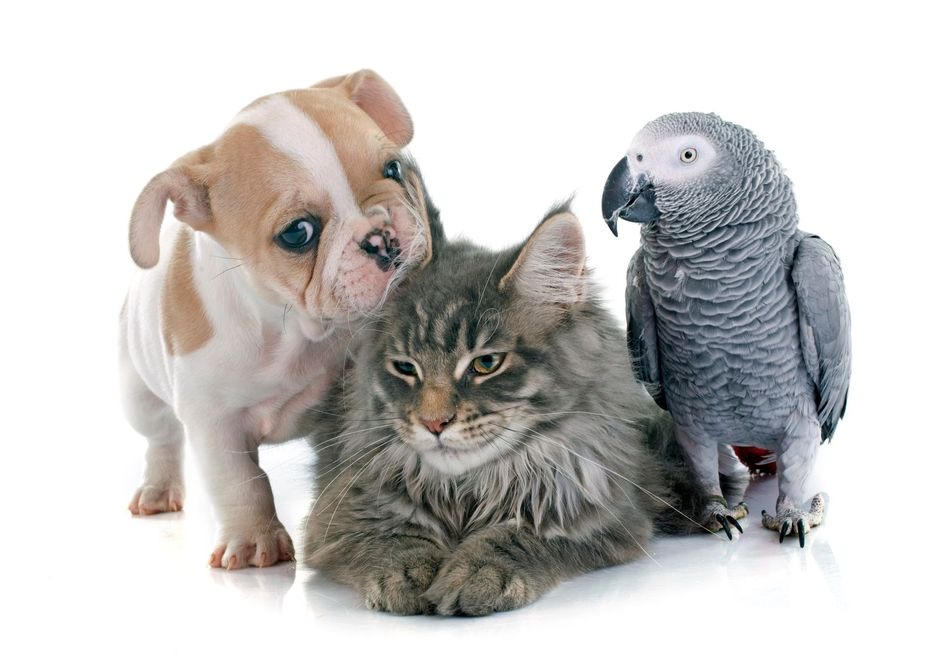 Pets Guardian Pet Saúde