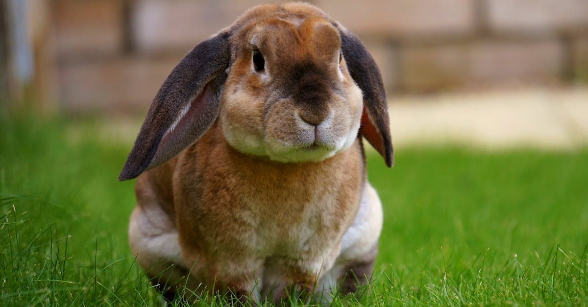 Plano Silvestre