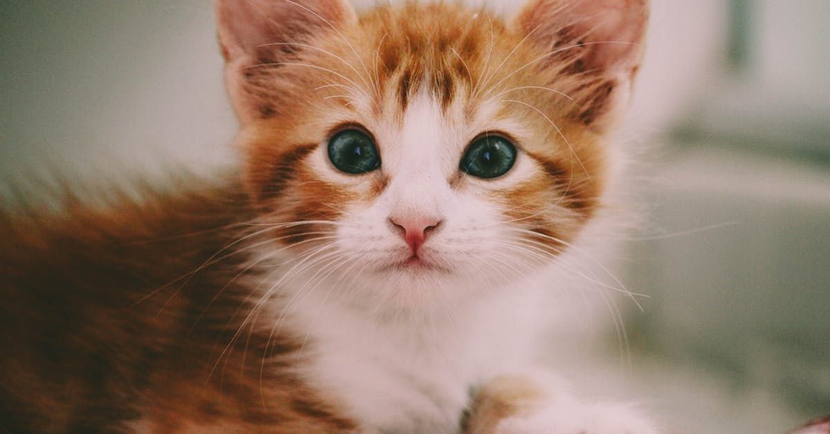Plano Felino